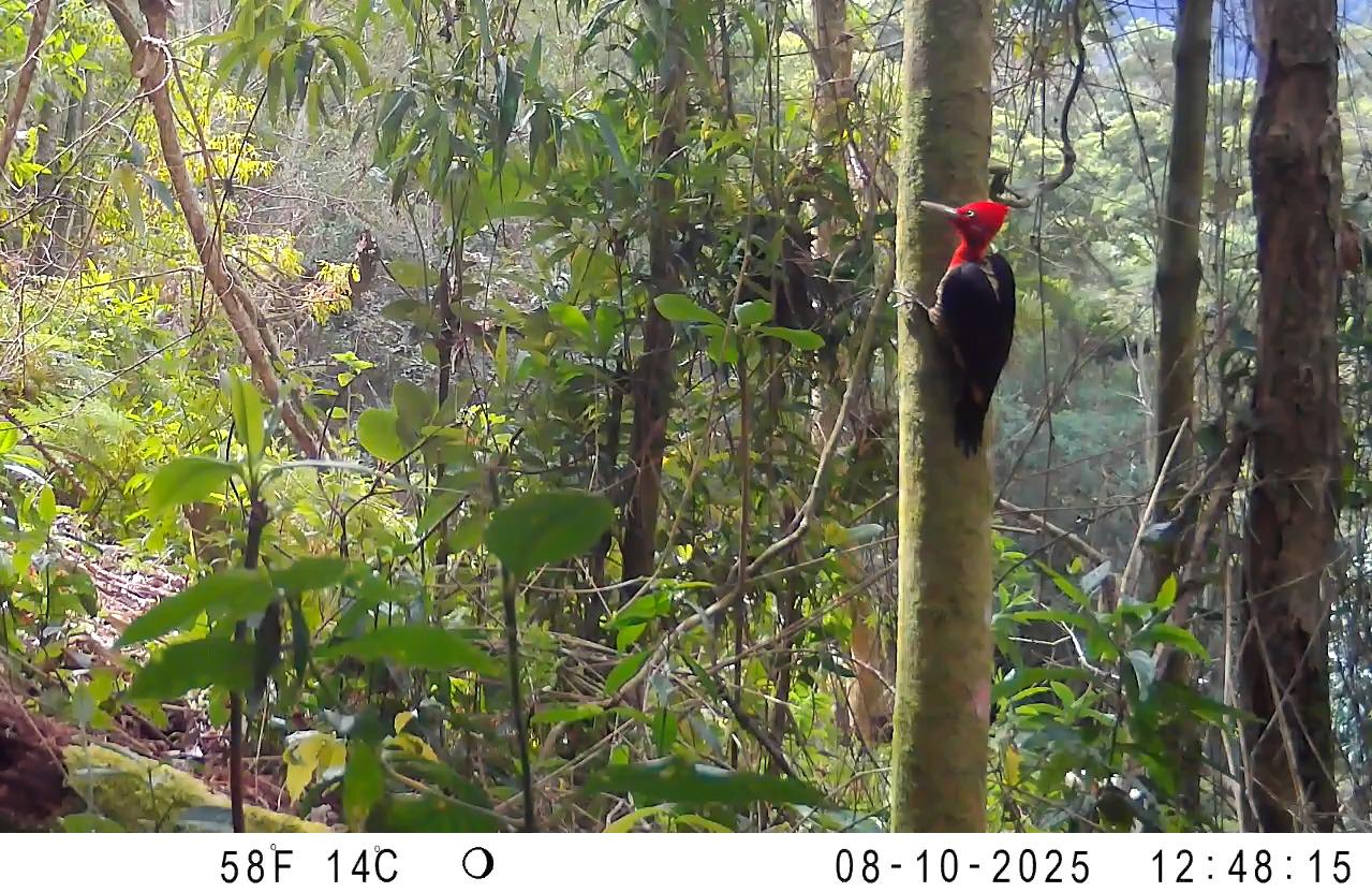Parceria amplia monitoramento da fauna em Rio Claro com uso de armadilhas fotográficas