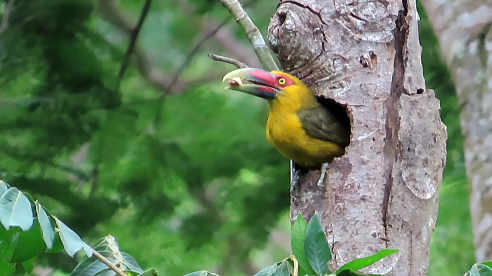 Fotos: Ronald César Tavares