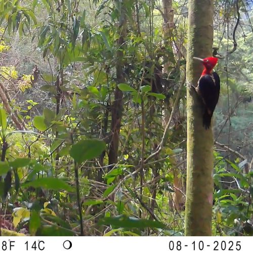 Parceria amplia monitoramento da fauna em Rio Claro com uso de armadilhas fotográficas