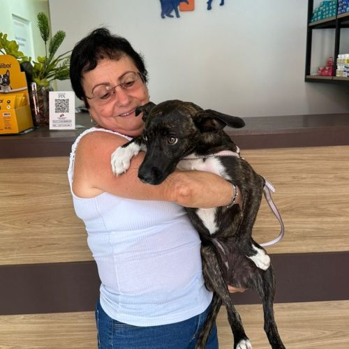 Castração de cães e gatos avança em Rio Claro e projeto de Castramóvel promete ampliar atendimentos