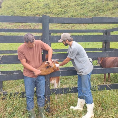 Vacinação contra brucelose começa em Rio Claro