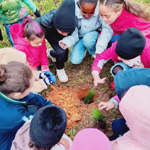 Projeto escolar incentiva reflorestamento com araucárias no Sertão dos Hortelãs