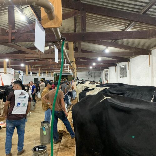 Torneio Leiteiro de Rio Claro será realizado durante a Festa do Peão